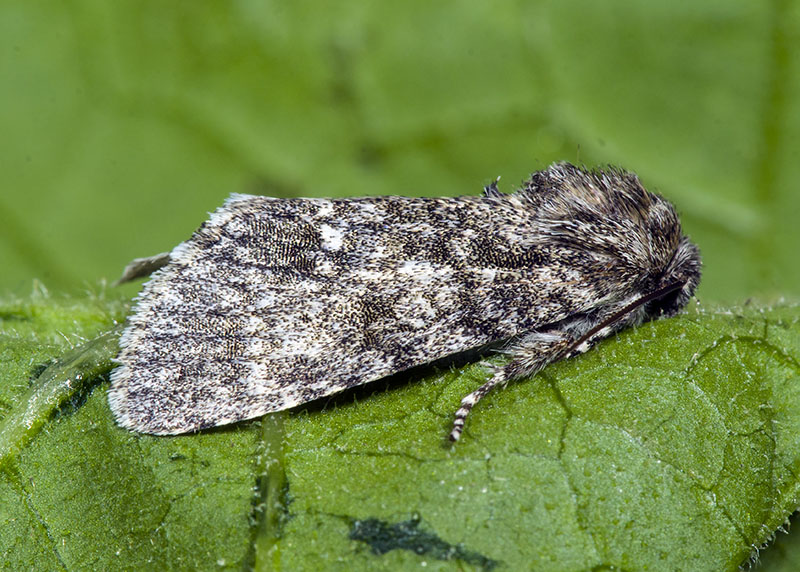 Noctuidae